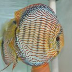 The fish shown are sample images.
On request, I...