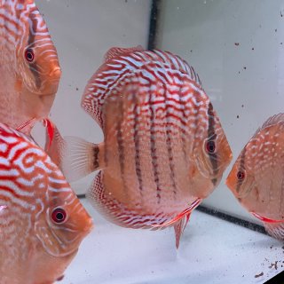 San Merah x Red Spotted Green 9-10 cm