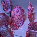 Red Turquoise x Red Spotted Green 15-17 cm not completely...