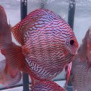 Red Turquoise x Red Spotted Green