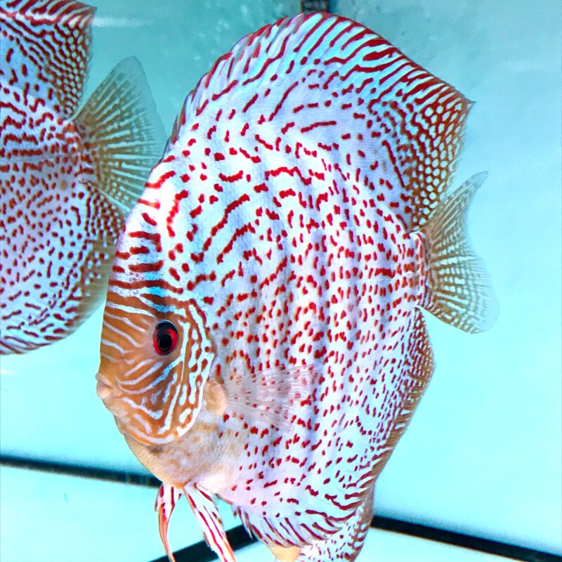 Red Spotted Green 16,5-18 cm