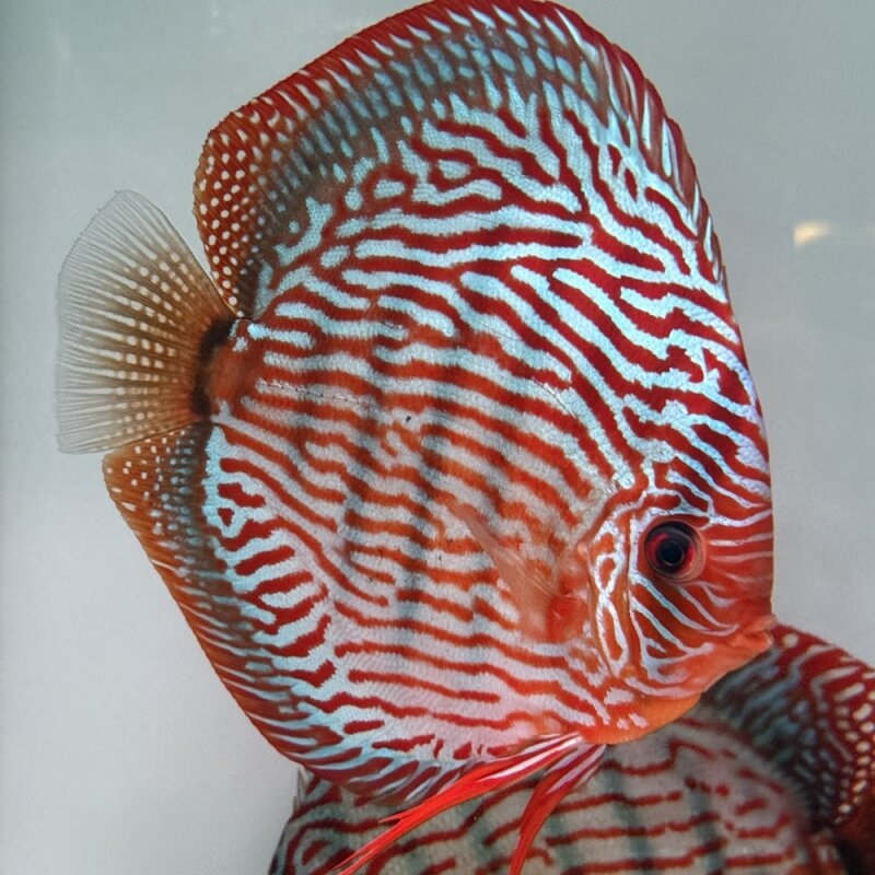Red Turquoise 12-13,5 cm
