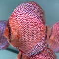 Piwowarski Red Lace