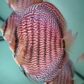 Piwowarski Red Lace