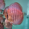 Piwowarski Red Lace