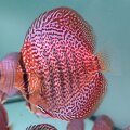 Piwowarski Red Lace 12-13,5 cm