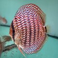 Piwowarski Red Lace 12-13,5 cm