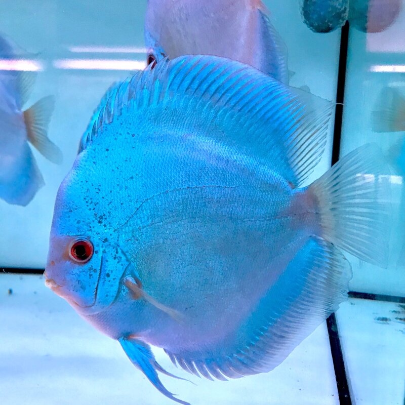Discus fish